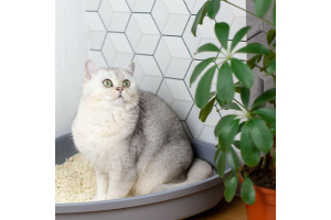 Kediler İçin Hijyenik Çözüm: Akıllı Kedi Tuvaleti