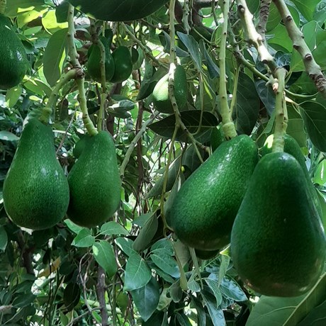 Cahit Dedemin Bahçesi Avokado Clfiton 1kg