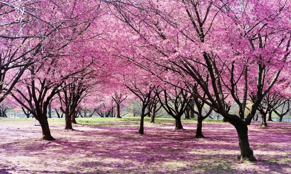 İpek Darga İle Japonya'da Farkındalıklı Sakura Zamanı Gezisi